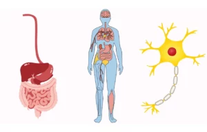 diagnoza-profilaktyka-leczenie-SIBO-dieta-FODMAP