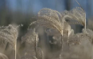 hartowanie ciała zimnem