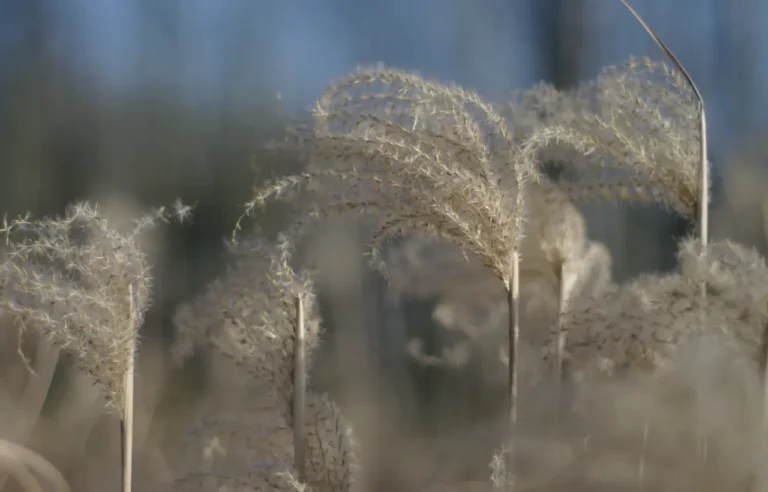 hartowanie ciała zimnem
